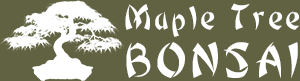 Maple Tree Bonsai